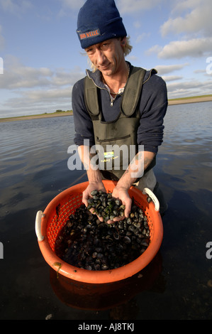 Texel ein traditionelles Kokkelvissers oder Herzmuschel Fischer am frühen Morgen bei Ebbe auf die wad Stockfoto