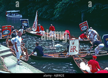 Swan Upping oder Kennzeichnung von Schwänen in Cookham Lock Berkshire Rundung Schwäne und Cygnets für sie markiert werden Stockfoto