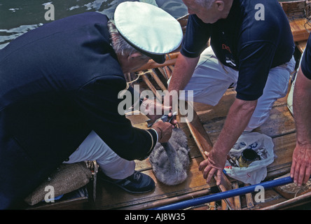 Swan Upping oder Kennzeichnung von Schwänen in Cookham Lock Berkshire 1994 die Cygnet wird gekennzeichnet indem man Kerben in den Schnabel schneiden Stockfoto