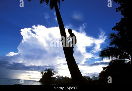 Upolu ein Junge in einer Palme Klettern Stockfoto