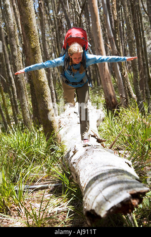 Wanderer auf umgestürzten Baum zu balancieren. Stockfoto