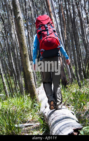 Wanderer auf umgestürzten Baum zu balancieren. Stockfoto