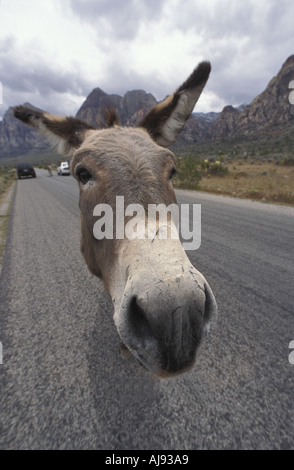 Wilde Esel auf die landschaftlich reizvolle Fahrt durch den Red Rock Canyon National Conservation Area in Las Vegas Nevada. Stockfoto