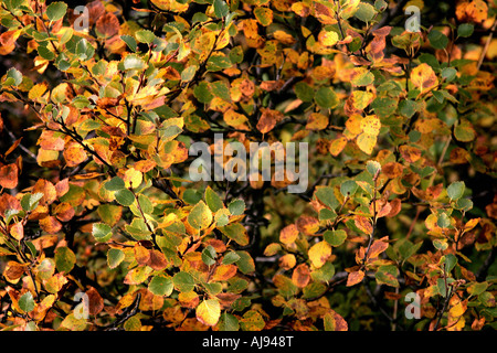 Isländische Birke Blätter in Thingvellir in herbstlichen Farben Stockfoto