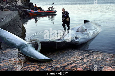 Kommerziellen Walfang in Island Stockfoto