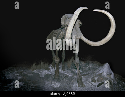 Wollige Mammut Stockfoto
