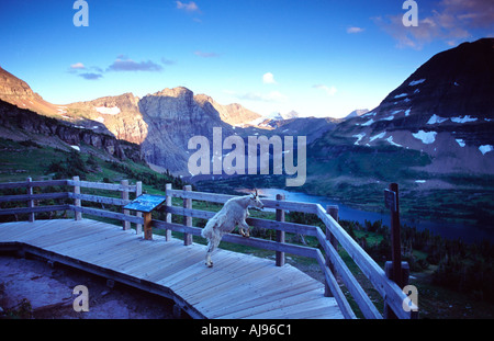 Bergziege an einem Aussichtspunkt in der Nähe von Bearhat Berg, Glacier National Park, Montana, USA Stockfoto