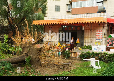 entwurzelte Bäume nach einem Sturm Haidian Peking China Stockfoto