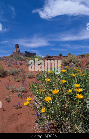 USA Utah Canyonlands National Park Frühling Wildblumen blühen im roten Wüstensand unter Dead Horse Point Stockfoto