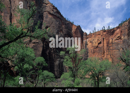 USA Utah Zion National Park steilen Felswände am Temple of Sinawava auf Frühling Nachmittag Stockfoto