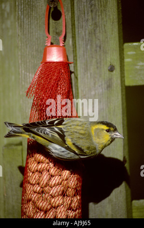 Erlenzeisig Zuchtjahr Spinus männlich auf roten Netto Erdnuss Feeder UK Stockfoto