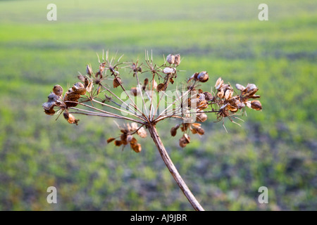 Umbeliferous Wildblumen Seedhead im Herbst gegen ein Feld von jungen Winterweizen Stockfoto