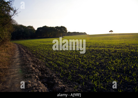 Ein Bereich der Winterweizen im Herbst Stockfoto