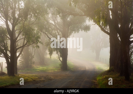 Country Road, Yarra Valley, Victoria, Australien Stockfoto