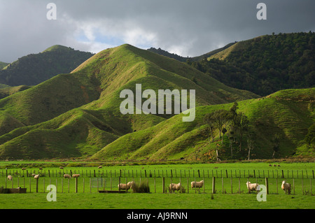 Ackerland, King Country, Nordinsel, Neuseeland Stockfoto