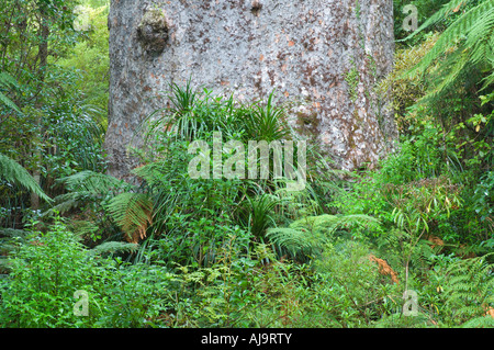 Tane Mahuta, Waipoua Kauri Forest, North Island, Neuseeland Stockfoto