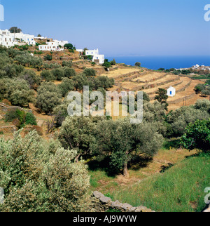 Ein Blick Olivenbäume wachsen Kastro Dorf Landschaft und Apollonia Auf der griechischen Insel Sifnos einer der Griechen Inseln in Griechenland KATHY DEWITT Stockfoto