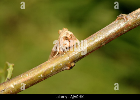 Winkel-Farbtöne Moth Phlogophora Meticulosa auf Eiche Zweig Kopf und Augen Blick in West Sussex Kamera Mai 2007 Stockfoto