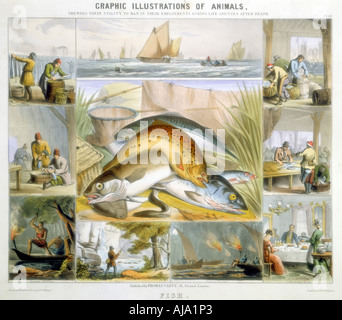 Fisch, c 1850. Artist: Robert Kent Thomas Stockfoto