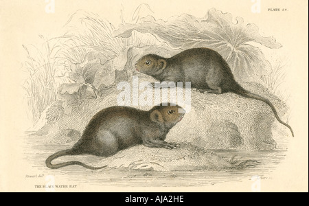 Wasser vole (Arvicola terrestris), auch als das schwarze Wasser Ratte, 1828 bekannt. Artist: Unbekannt Stockfoto