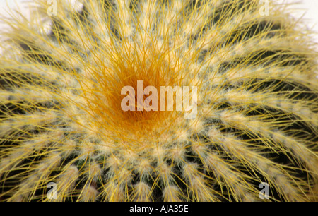 Nahaufnahme des oberen Notocactus Leninghausii Büschel bilden mehrjährige Kaktus mit viel gerippte golden spined Stamm Trivialname Gold Stockfoto