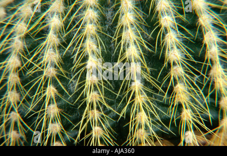 Nahaufnahme des oberen Notocactus Leninghausii Büschel bilden mehrjährige Kaktus mit viel gerippte golden spined Stamm Trivialname Gold Stockfoto