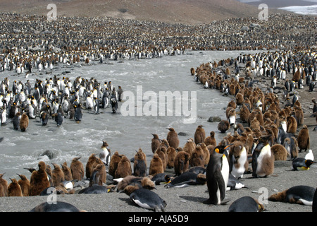 massierten Königspinguine in St. Andrews bay Kolonie Süd-Georgien Antarktis Dies ist die größte Königspinguin-Kolonie in der Welt Stockfoto