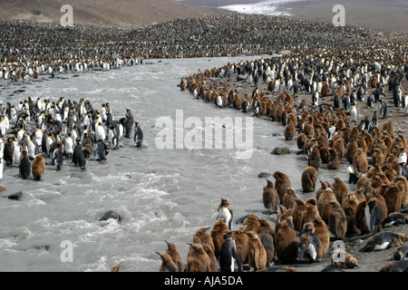 Königspinguine in St. Andrews bay Kolonie Süd-Georgien Antarktis Dies ist die größte Königspinguin-Kolonie in der Welt Stockfoto