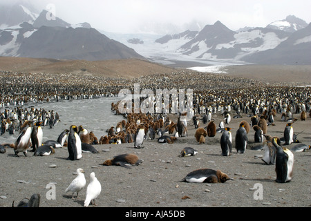 Königspinguine in St. Andrews bay Kolonie Süd-Georgien Antarktis Dies ist die größte Königspinguin-Kolonie in der Welt Stockfoto