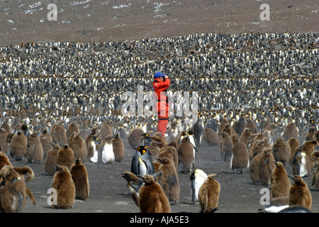 Königspinguine in St. Andrews bay Kolonie Süd-Georgien Antarktis Dies ist die größte Königspinguin-Kolonie in der Welt Stockfoto