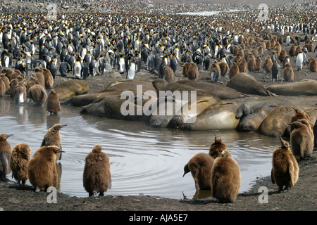 Königspinguine und Elefant Dichtungen in St. Andrews Bay Kolonie Süd-Georgien-Antarktis, die weltweit größte Königspinguin-Kolonie Stockfoto