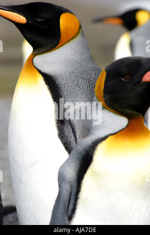 Zwei Königspinguine am Strand von St. Andrews Bay S Georgia Stockfoto