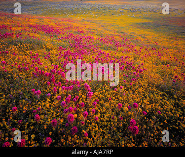 Goldene Felder und Eulen Klee bedecken die Sonora-Wüste Boden in California s Antelope Valley Stockfoto