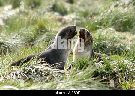 Junge Fell Jungrobben spielen auf Kadaver Insel, Antarktis, Falkland-Inseln, Arctocephalus Australis Stockfoto