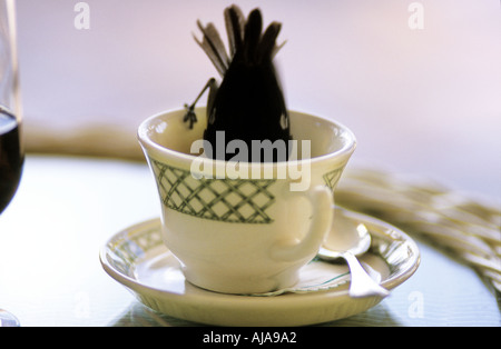 Ein Vogel trinkt aus einer Teetasse auf einem Tisch in einem Hotel in Tobago in der Karibik Stockfoto