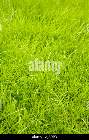 Frisches und gesundes Grasgrün Stockfoto