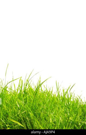 Grass-Hintergrund mit Textfreiraum Stockfoto