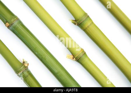 Frischer grüner Bambusstöcke in einem diagonalen Muster Stockfoto