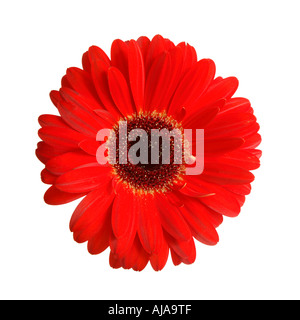 Rote Gerbera isoliert auf weißem Hintergrund Stockfoto