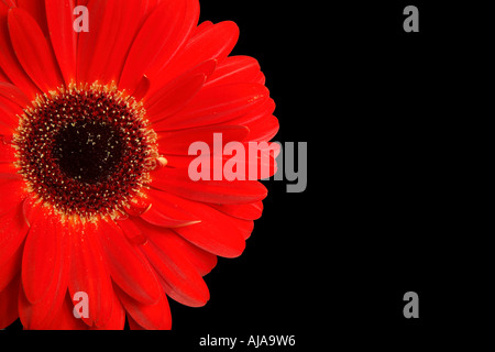 Gerbera isoliert auf einem schwarzen Hintergrund mit Textfreiraum Stockfoto