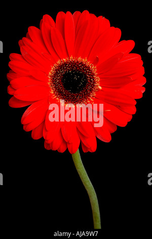 Rote Gerbera auf schwarzem Hintergrund isoliert Stockfoto