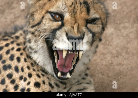 Knurrend Gepard nahe Afrika Stockfoto