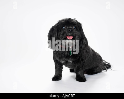 Porträt des Lhasa Apso Stockfoto