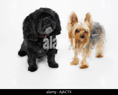 Porträt von Lhasa Apso und Yorkshir Terrier Stockfoto