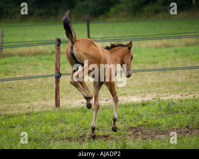 Verspielte kleine Vollblut Fohlen namens Bambi Ruurlo Gelderland Niederlande Stockfoto