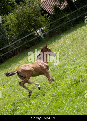 Verspielte kleine Vollblut Fohlen namens Bambi Ruurlo Gelderland Niederlande Stockfoto