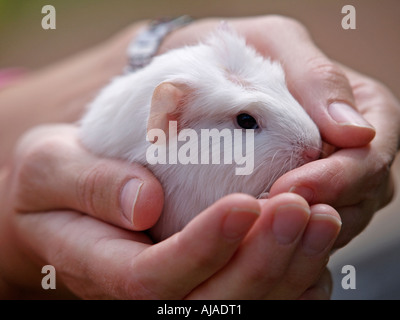 Hände halten Baby Meerschweinchen Haustiere Stockfoto
