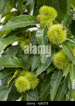 Edelkastanie Zweig mit Blättern und Nussschalen sichtbar Castanea sativa Stockfoto