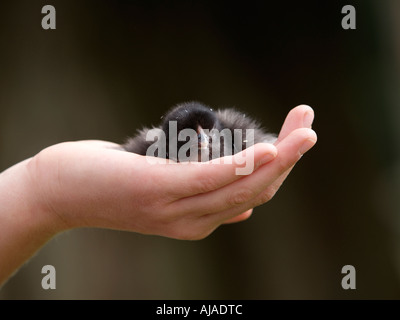 Childs hand mit kleinen schwarzen Huhn von nur ein paar Tage alt und mit dunklen Hintergrund Stockfoto