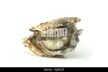 Oyster Shell Perle einfarbigen Hintergrund weiß Ausschnitt ausschneiden Stockfoto